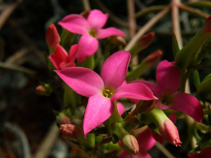 Kalanchoe kewensis