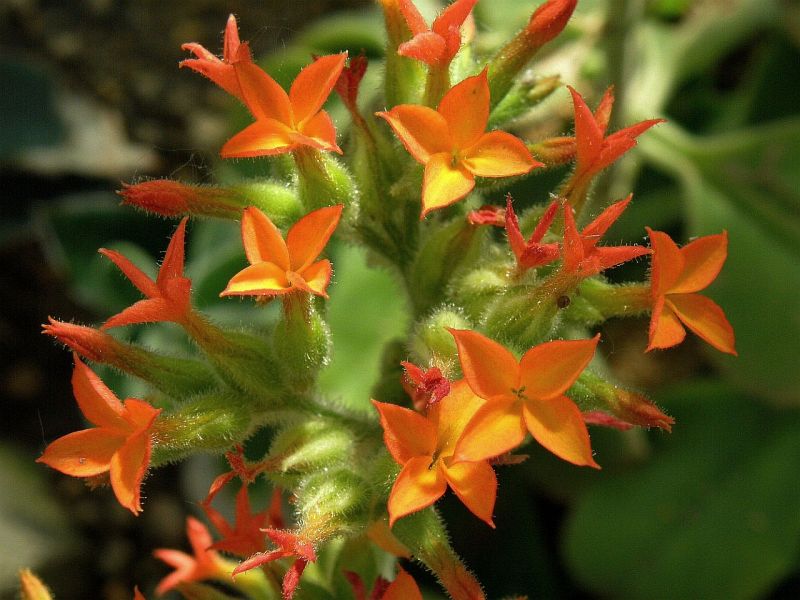 Kalanchoe lateritia