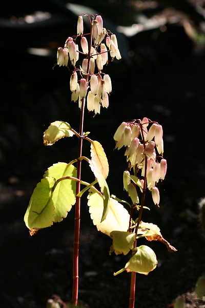 Kalanchoe pinnata