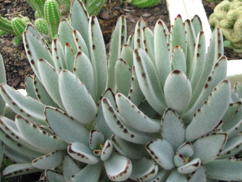 Kalanchoe tomentosa