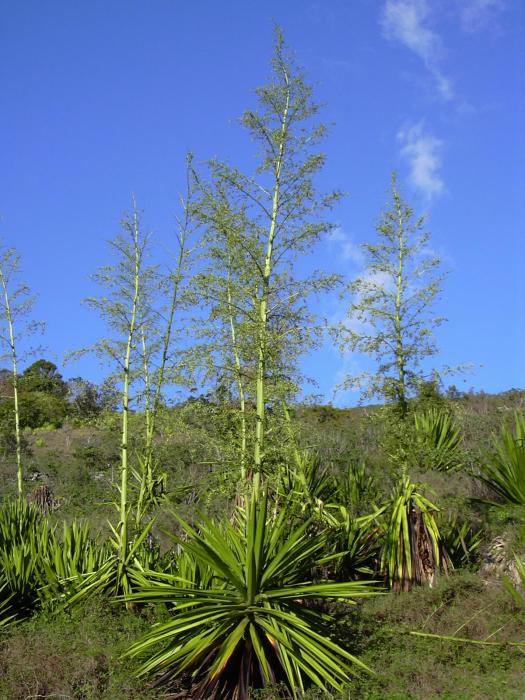 furcraea foetida