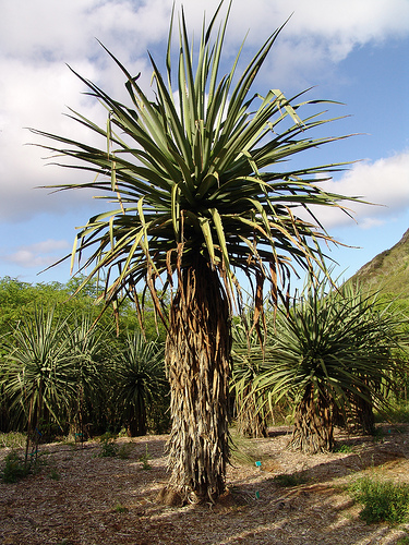 furcraea macdougalii