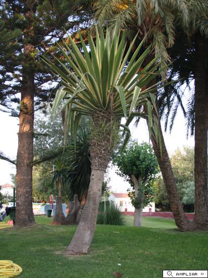 Furcraea macrophylla