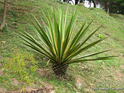 Furcraea selloa var. marginata