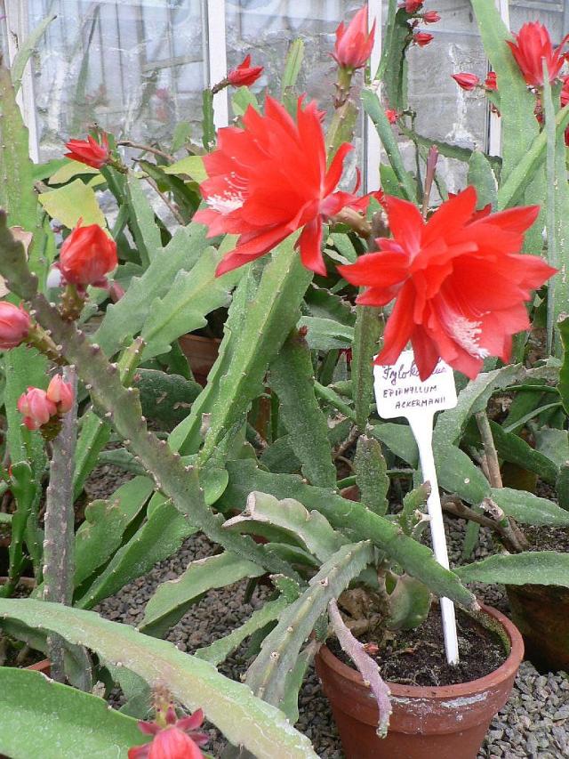 epiphyllum aerckmanni