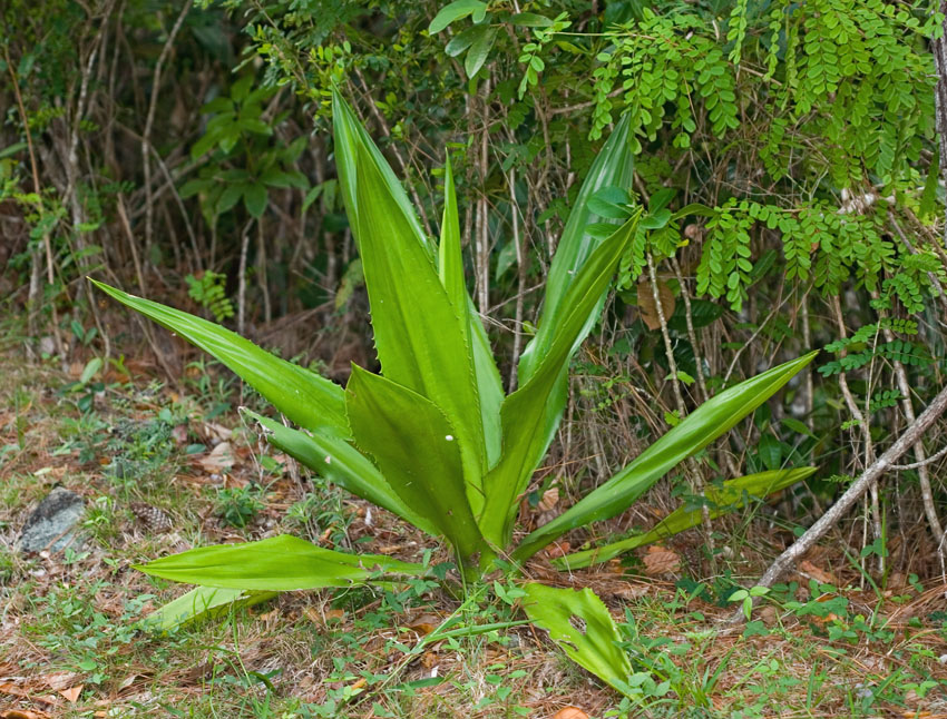 furcraea tuberosa