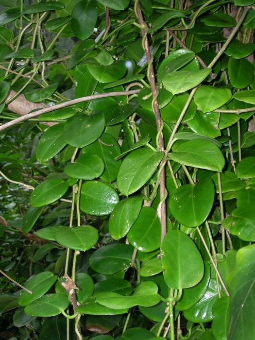 Hoya australis