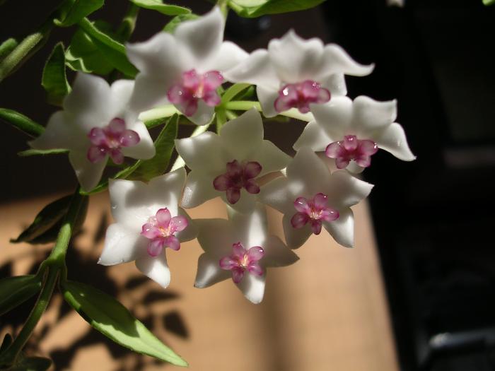 Hoya bella