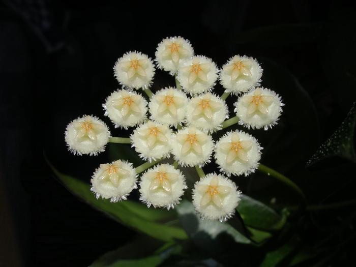 Hoya lacunosa