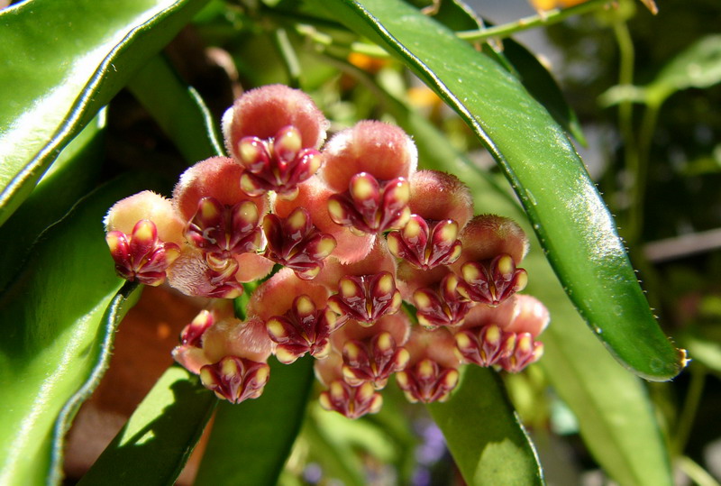 Hoya meliflua