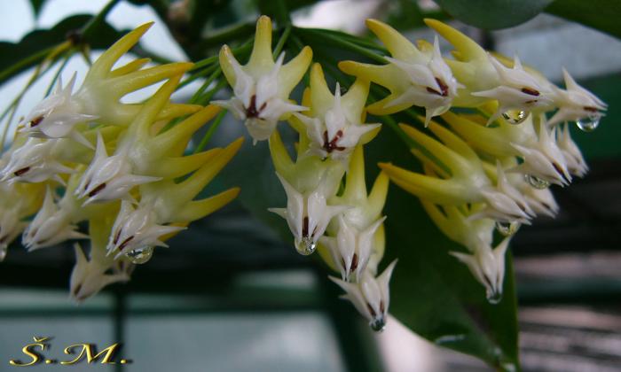 Hoya multiflora