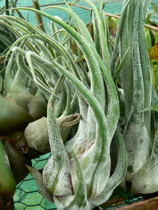 Tillandsia seleriana