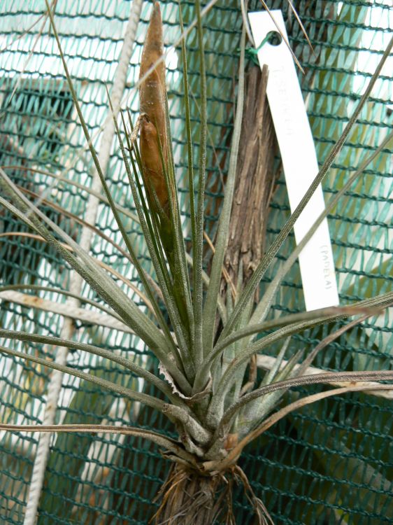 Tillandsia setacea