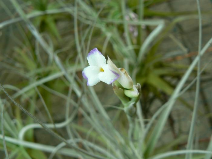 Tillandsia straminea