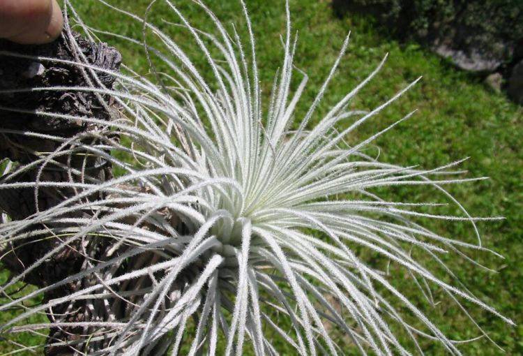 Tillandsia tectorum