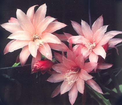 aporophyllum beautie