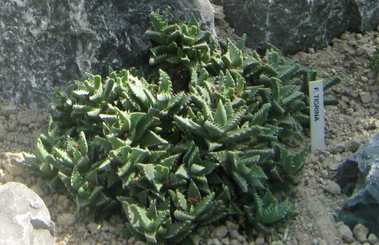 Faucaria tigrina