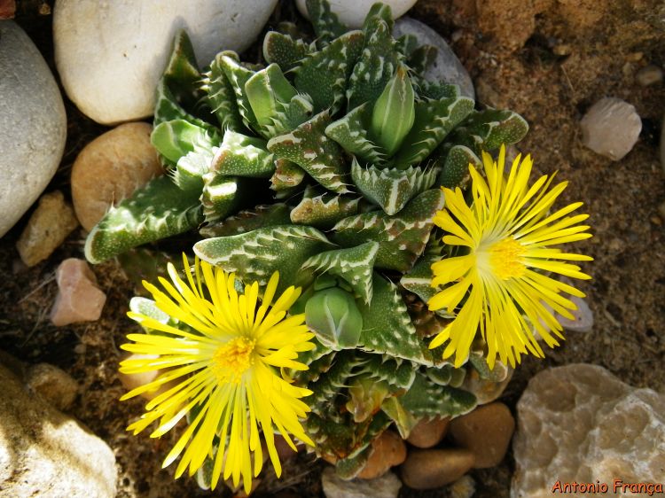 Faucaria tuberculosa