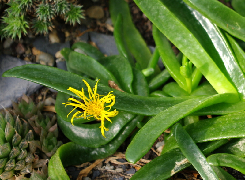 Glottiphyllum oligocarpum