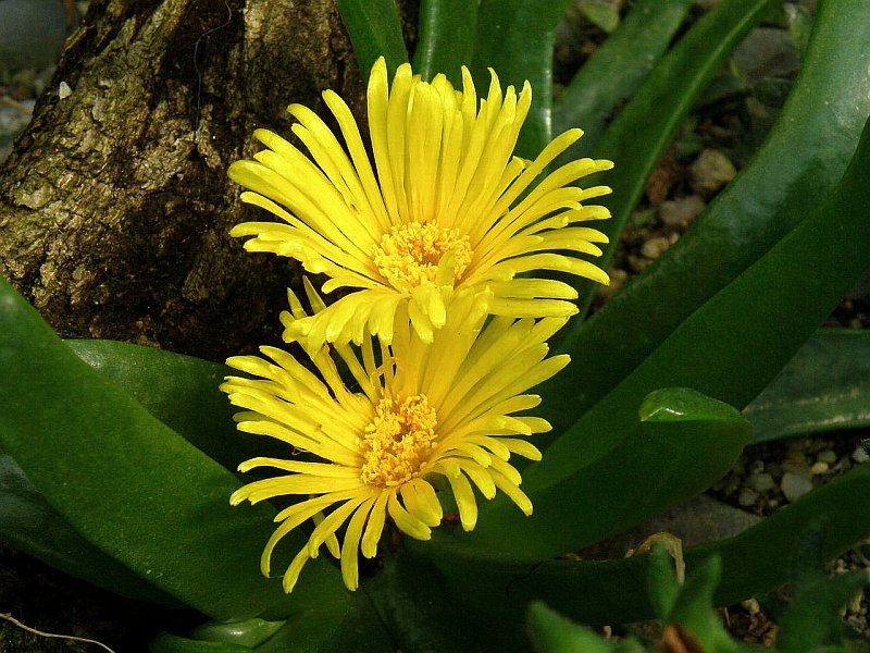 Glottiphyllum peersii