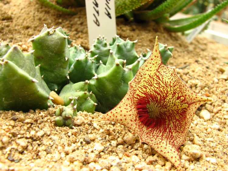 Huernia barbata subsp. barbata