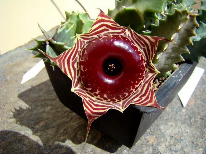Huernia zebrina