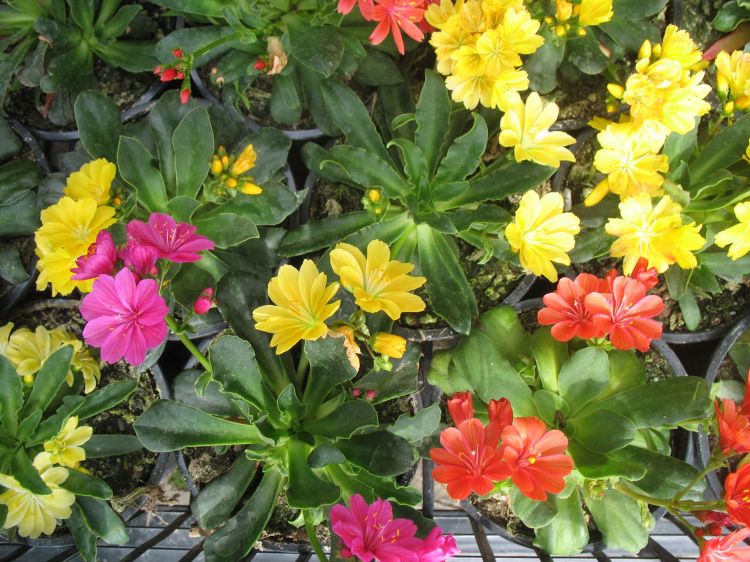 Lewisia cotyledon