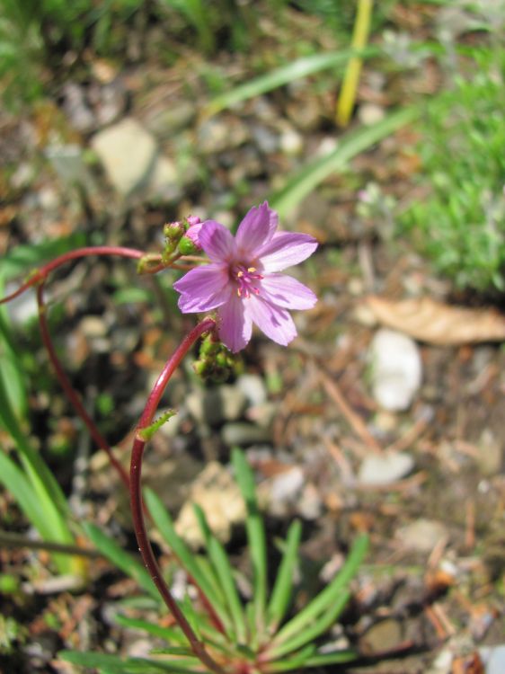 Lewisia leeana