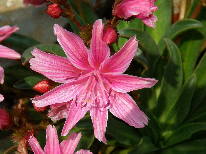 Lewisia longipetala