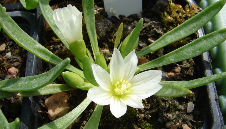 Lewisia nevadensis