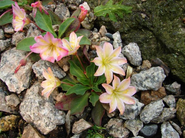 Lewisia tweedyi