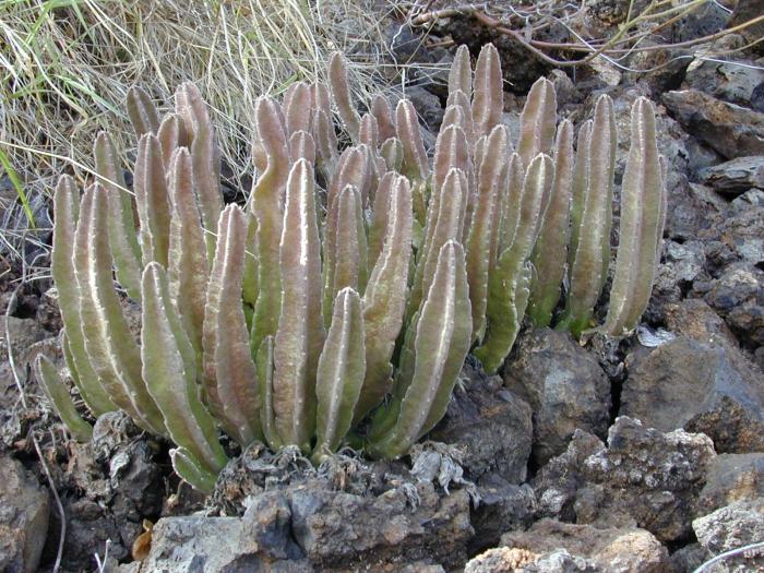 Stapelia gigantea