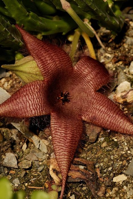 Stapelia grandiflora