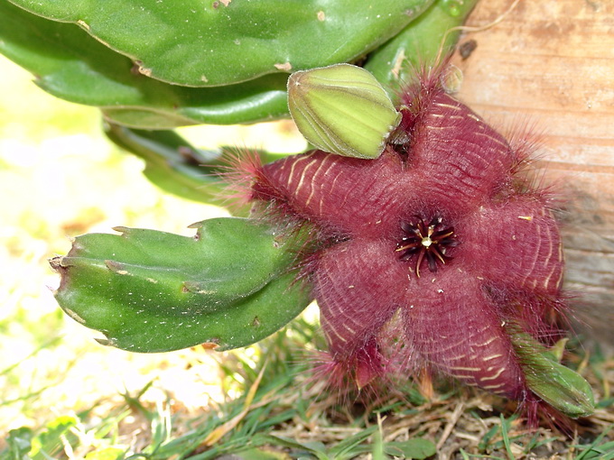 Stapelia hirsuta