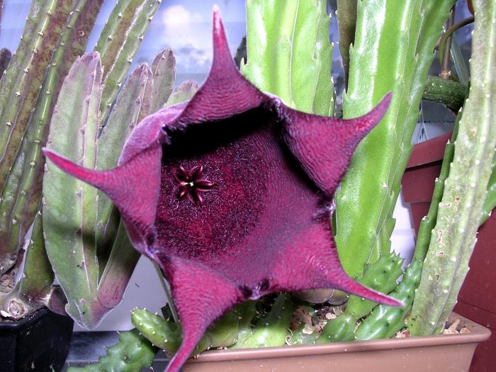 Stapelia leendertziae