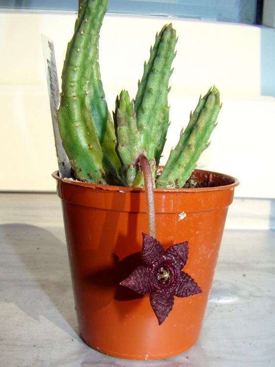 Stapelia similis