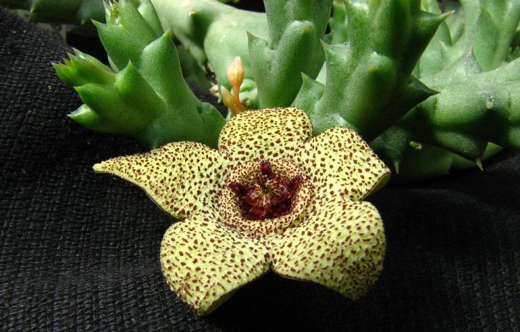 Orbea pulchella