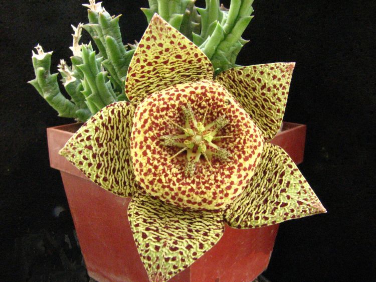 Orbea variegata