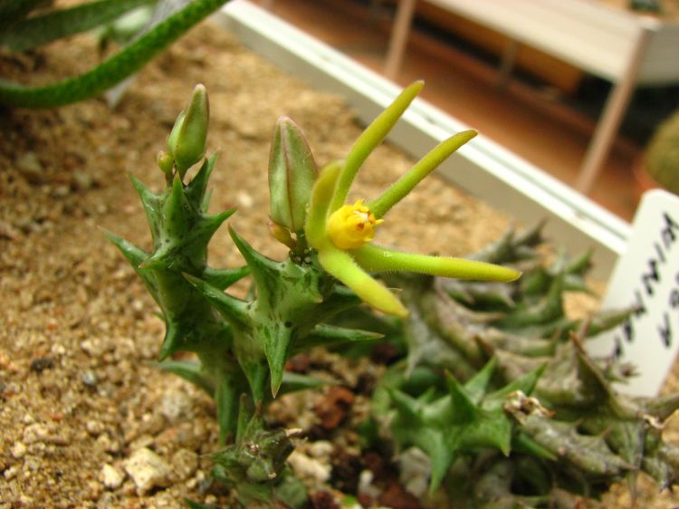 Orbea wissmannii