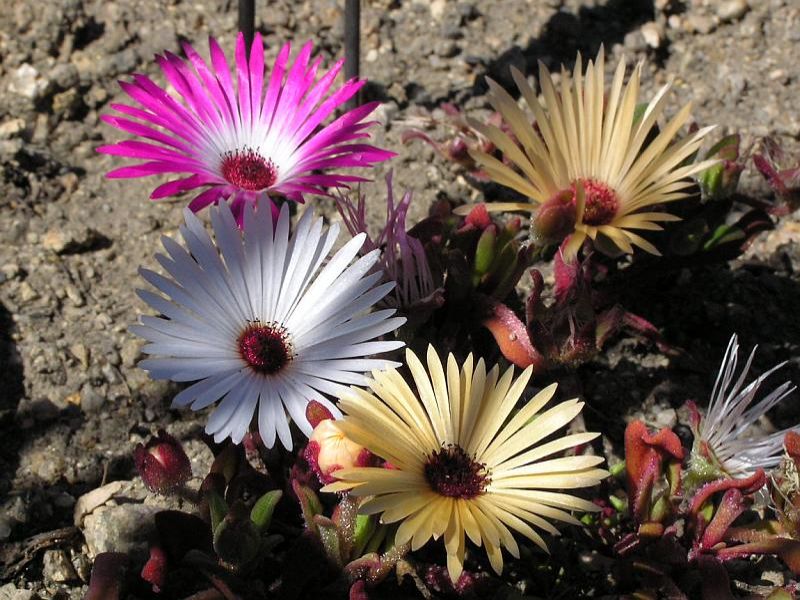 Dorotheanthus bellidiformis