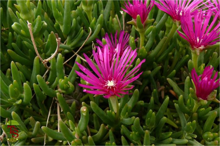 Delosperma cooperi