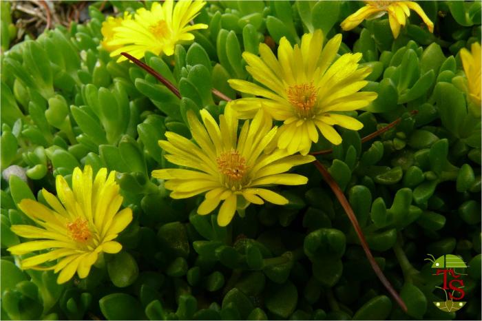 Delosperma nubigenum