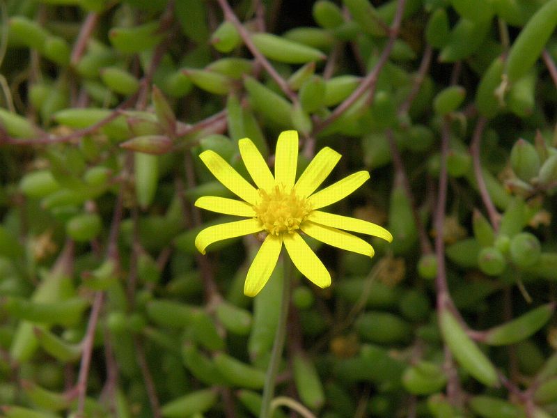 Lampranthus glaucus