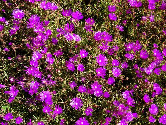 Lampranthus roseus