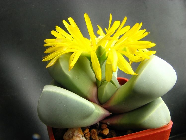 Lapidaria margaretae