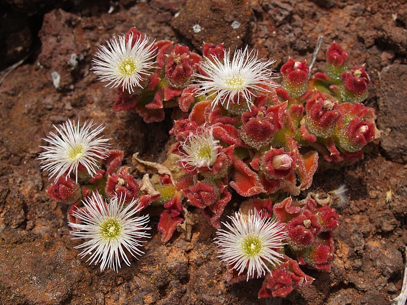 Mesembryanthemum crystallinum