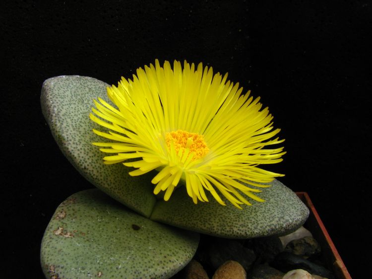 Pleiospilos bolusii