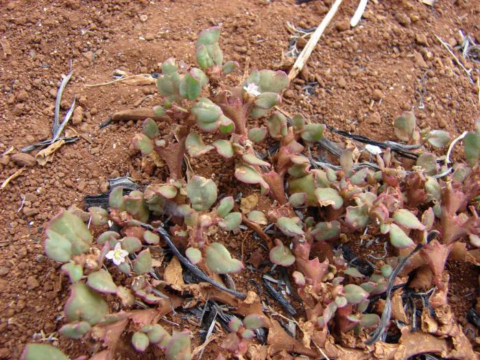 Trianthema portulacastrum