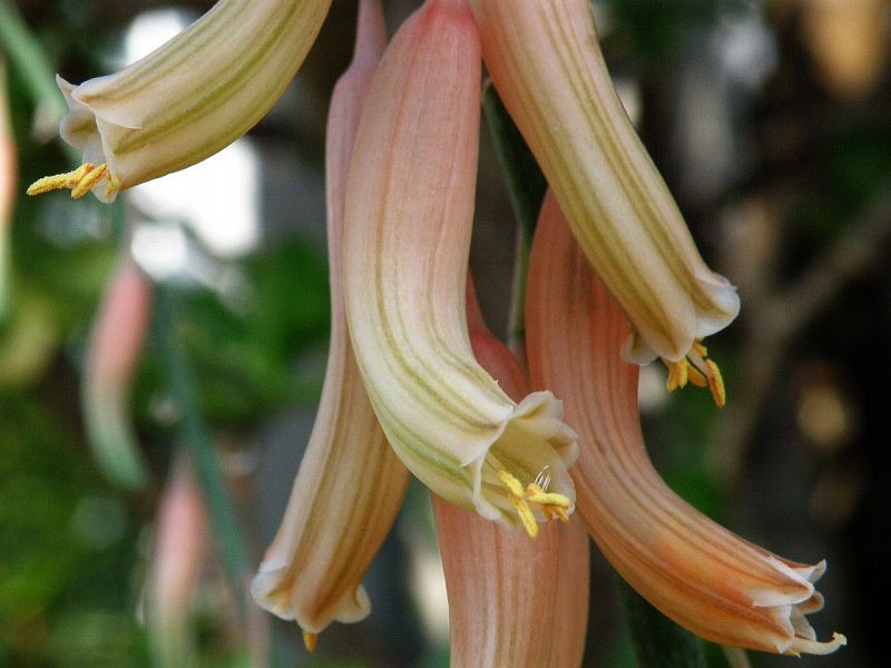 Gasteria acinacifolia