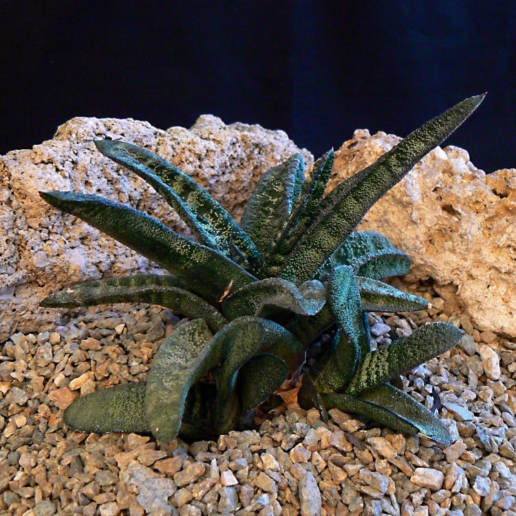 Gasteria batesiana